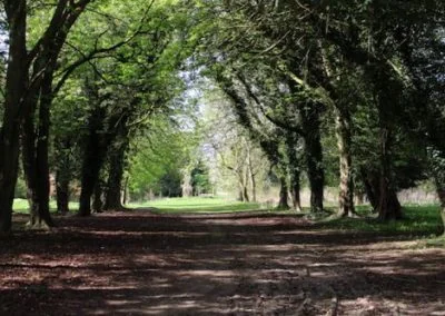 An avenue of mature trees at Michael&rsquo;s Wood, with a track running between them