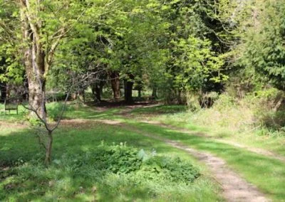 A grass path winding through younger trees at Michael’s Wood